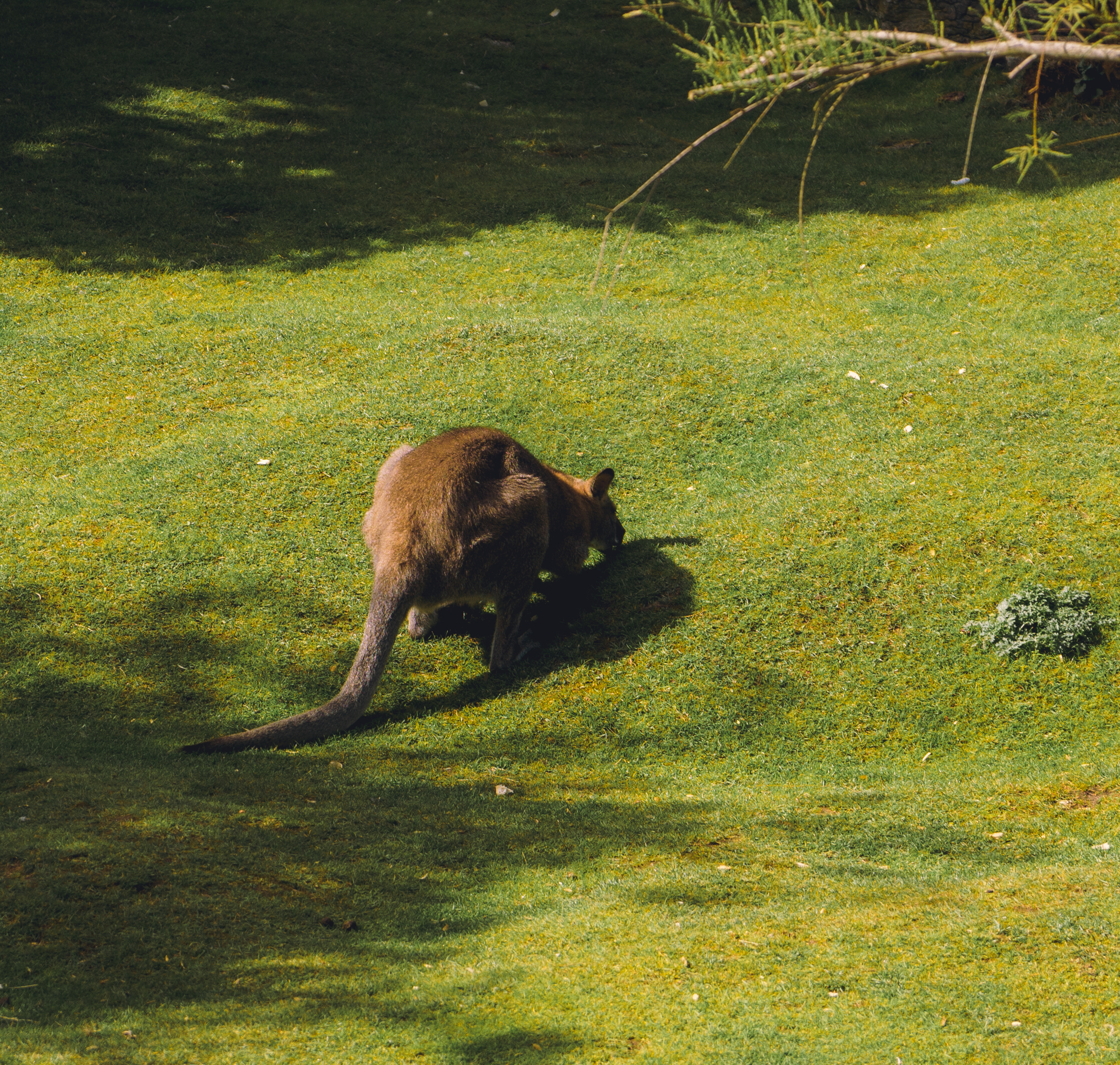 Kangaroo Grazing (Variation)